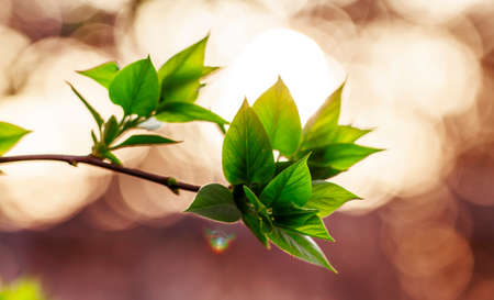 Spring natural background with young green leaves against backlight, blurred image, selective focusの写真素材