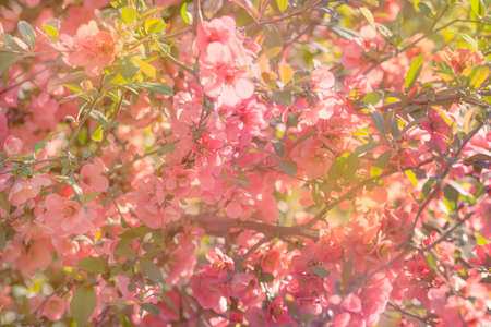 Fantastic spring or summer natural pink background with blooming Japanese quince, place for text,...