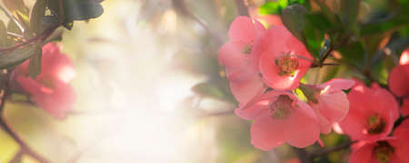 Fantastic spring or summer natural pink background with blooming Japanese quince, place for text, blurred image, soft focus.の写真素材