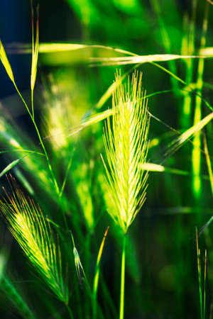 Abstract natural background with green summer grass, backlit, blurred image, shallow depth of fieldの写真素材