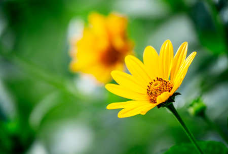 Thymophyllia, yellow flowers, natural summer background, blurred image, selective focus