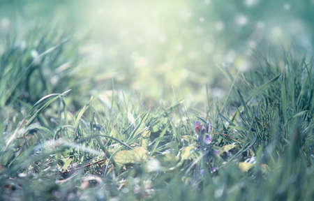 Spring is coming, light blue border background with grass and violet flower, shine, blurred image...
