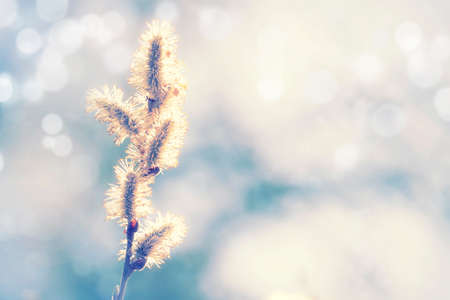 Sunny spring or summer pale blue landscape with flowering fluffy willow, blurred image selective...