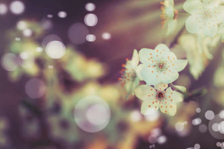 Flowering apricot, beatiful spring, flowers natural colorful background, blurred image, space for...