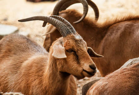 Brown ram in safari park, selective focusの写真素材