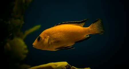 Yellow aquarium fish close-up in water on a blue backgroundの写真素材
