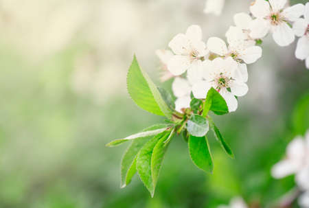 Spring background with blooming cherry trees, blurred image, shallow depth of field