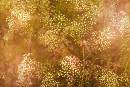 Summer natural background, grass with small white flowers, toned image, selective focus