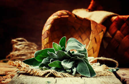 Fresh Sage, rustic style, vintage wood background, selective focusの写真素材