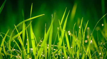 Beauty backgrounds with foliage, green grass, dew drops and bokeh, banner with copy spaceの写真素材