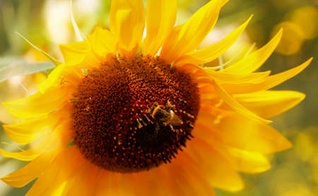 Sunflower with bumblebee, summer natural green yellow background. Blooming sunflower with bokeh. Close-up, copy spaceの写真素材