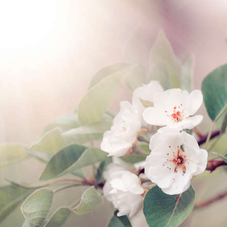 Flowering pear, colorful flowers natural springtime background, blurred image, copy space, selective...