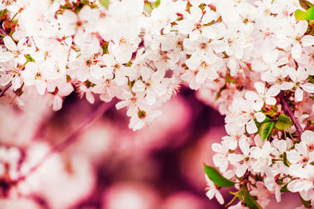 Spring background with blooming cherry trees, blurred image, shallow depth of field