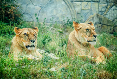 Two lionesses in the open-air cage in a safari park, selective focus