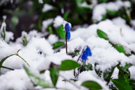Spring frosts: grass and flowers under the snow, selective focus, shallow depth of fieldの写真素材
