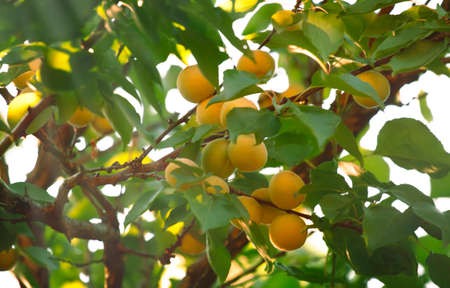 Apricots on tree branch, summer fruit harvest, natural background, selective focus