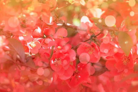 Fantastic spring or summer natural pink background with blooming Japanese quince, place for text,...