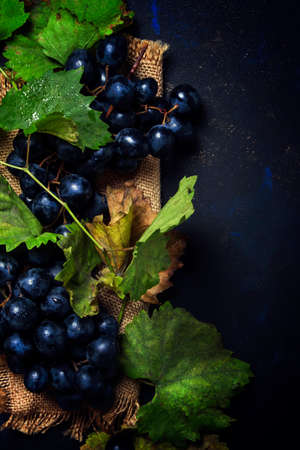 Blue grapes with green leaves, black background, top view