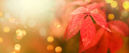 Autumn natural background with red and yellow leaves, fall bright landscape, banner, place for text