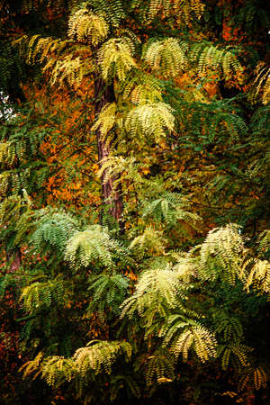 Autumn scenery, deciduous forest. Soft selective focus
