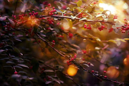 Autumn natural background with red berries and yellow orange foliage, fall landscape, golden blur...