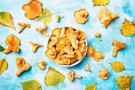 Fresh wild mushrooms chanterelles, blue background with autumn leaves, top view