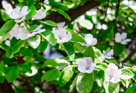 Partially blurred natural background with apple blossoms, shallow depth of fieldの写真素材