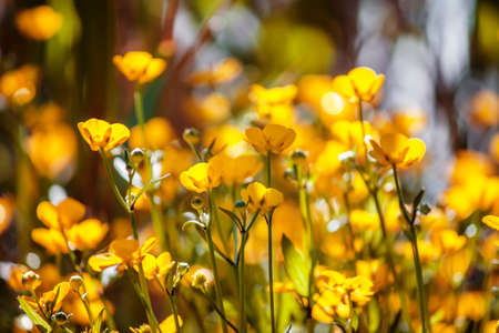 Summer natural background with yellow blooming rape field, blurred image, selective focus
