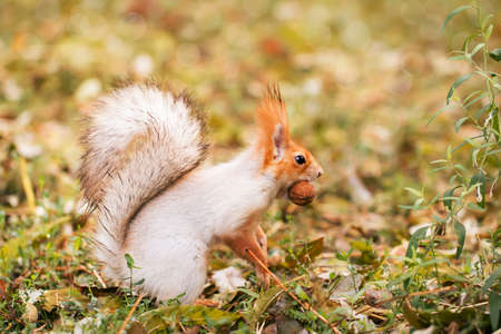 Red-gray squirrel hides nuts in the autumn park in the grass. Red gray squirrel portrait close upの写真素材