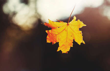 Falling orange maple leaf on blurred natural background, selective focusの写真素材