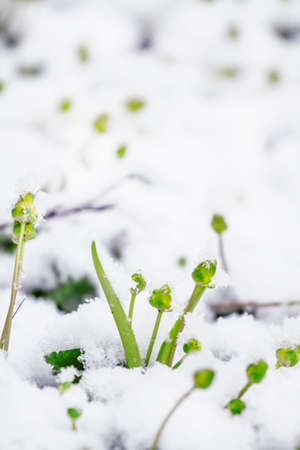 Spring frosts: grass and flowers under the snow, selective focus, shallow depth of fieldの写真素材