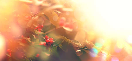 Autumn natural background with red berries and dark green foliage, fall landscape, vintage filter, place for textの写真素材