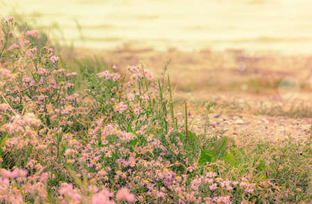 Wild field lilac flowers on the sea coast, autumn landscape, natural background