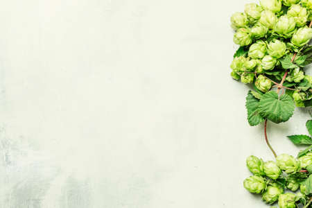 Autumn background with hop cones, top view