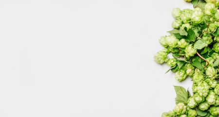 Green hop cones, gray background, top viewの写真素材