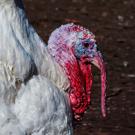 Homemade turkey portrait on outdoor background. Close-up. Unrecognizable place. Selective focus