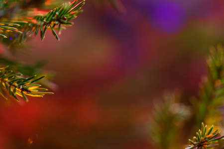 New Year or Christmas background with Christmas tree and colorful bokeh lights, selective focusの写真素材