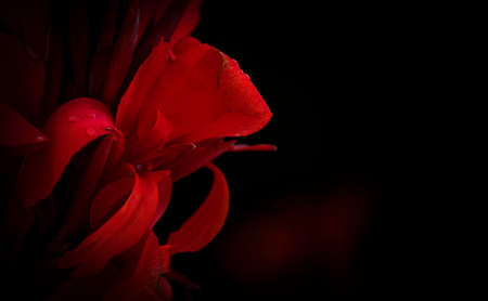 Red flower macro over black background