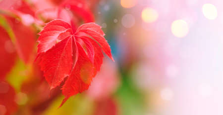 Autumn natural bokeh background with red leaves, fall landscape, banner with place for text