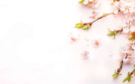 Spring flowers. Apricot flowers on white wooden background. Flat lay, top view.の写真素材
