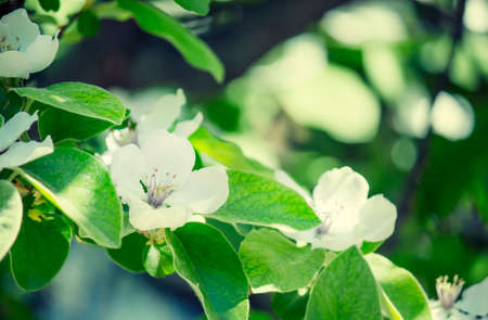Partially blurred natural background with apple blossoms, shallow depth of fieldの写真素材