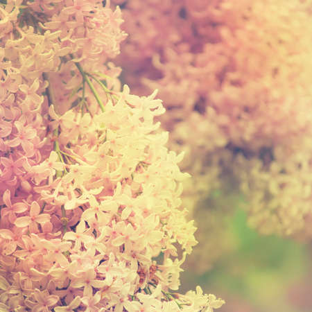 Bright spring natural lilac background, outside nature, soft focus, partially blurred image
