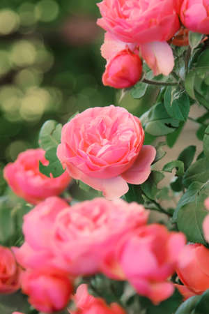 Beautiful floral summer or springtime natural background with blossom pink roses, copy space,...