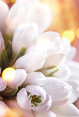 Beautiful white snowdrops Galanthus nivalis with natural bokeh on wooden background, space for textの写真素材
