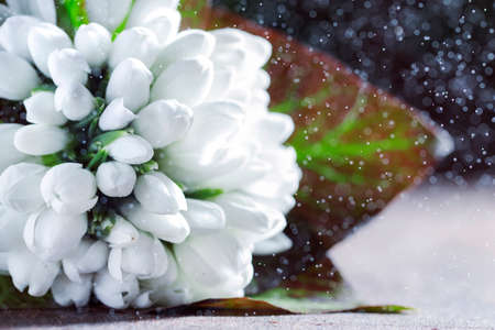 Beautiful white snowdrops Galanthus nivalis with natural bokeh on wooden background, space for textの写真素材
