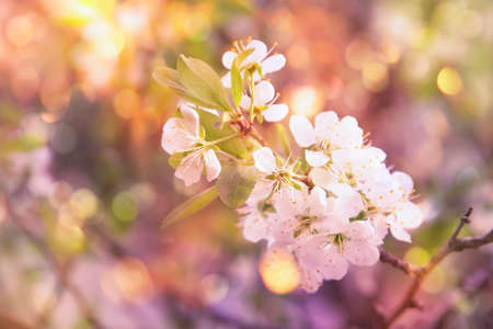 Spring blossom background. Beautiful nature scene with white blooming tree and sun flare in sunny...