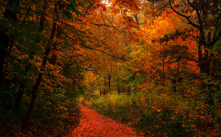 Autumn landscape, cloudy rainy foggy day in the park, selective focusの写真素材