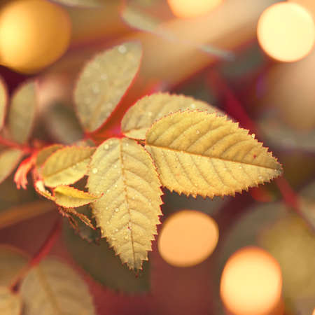 Autumn natural bokeh background with yellow leaves and golden sun lights, fall nature landscapeの写真素材