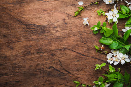 Spring blooming branches on wooden background. White Cherry blossoms top view, copy spaceの写真素材