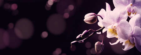 Lilac orchid close up on dark bokeh lights background. Panoramic banner with copy spaceの写真素材